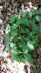 Dioscorea quaternata