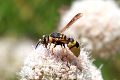 Euodynerus hidalgo viereckii