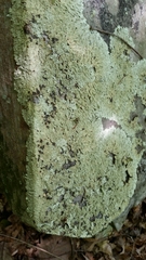 Flavoparmelia baltimorensis image