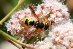 Euodynerus hidalgo viereckii