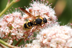 Euodynerus hidalgo viereckii