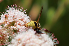 Euodynerus hidalgo viereckii