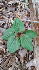 Dioscorea quaternata