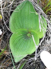Massonia pustulata
