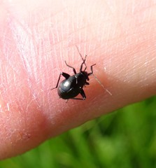 Euryopicoris nitidus