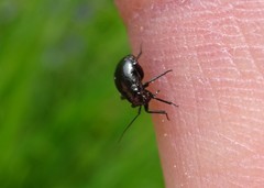Euryopicoris nitidus