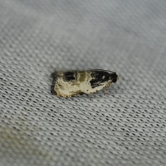 Olethreutes griseoalbana