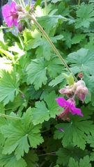 Geranium macrorrhizum