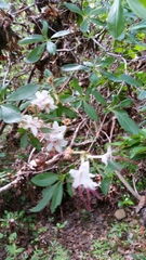 Rhododendron arborescens