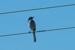 Aphelocoma californica