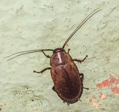 Diploptera