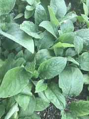 Pentaglottis sempervirens