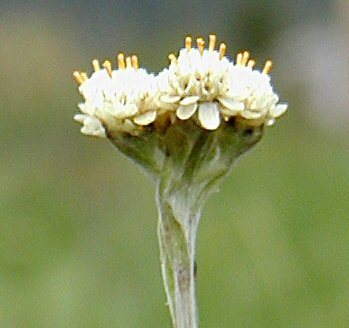 Antennaria corymbosa
