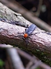 Plecia americana