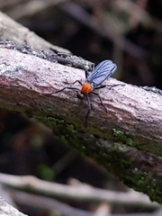 Plecia americana