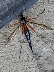 Tanyptera