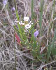Dontostemon integrifolius
