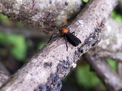 Plecia americana