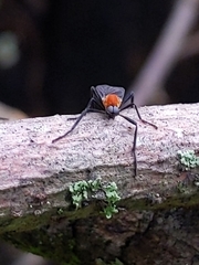 Plecia americana