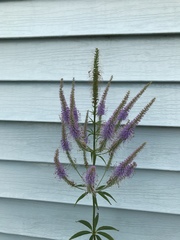 Veronicastrum virginicum