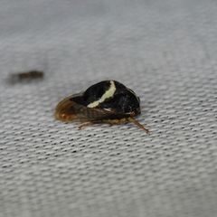 Smilia fasciata