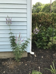 Veronicastrum virginicum