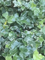 Hedera helix