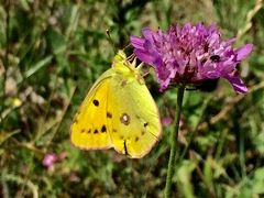 Colias croceus