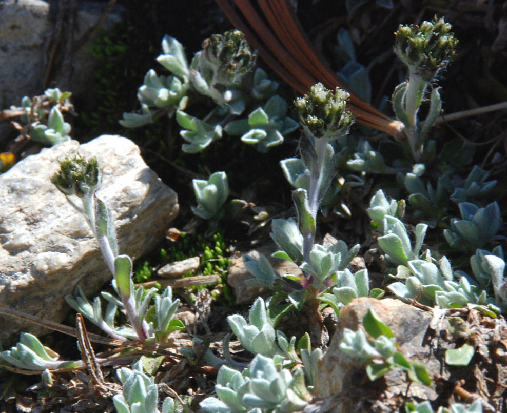 Antennaria pulchella