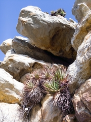 Aloe succotrina