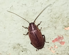 Diploptera