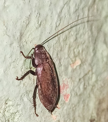 Diploptera