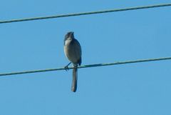 Aphelocoma californica