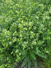 Galium