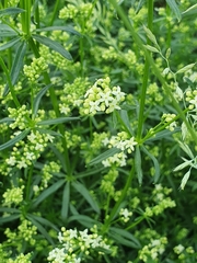 Galium