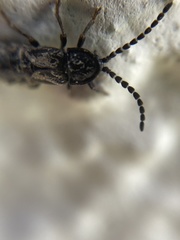 Phosphaenus hemipterus