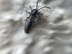 Phosphaenus hemipterus