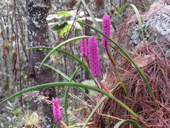 Arpophyllum laxiflorum