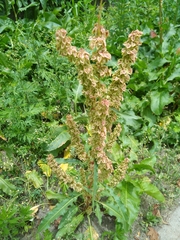 Rumex