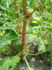 Rumex