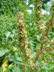 Rumex