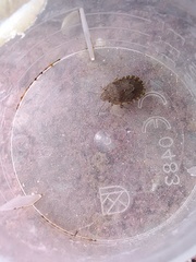 Sciocoris homalonotus