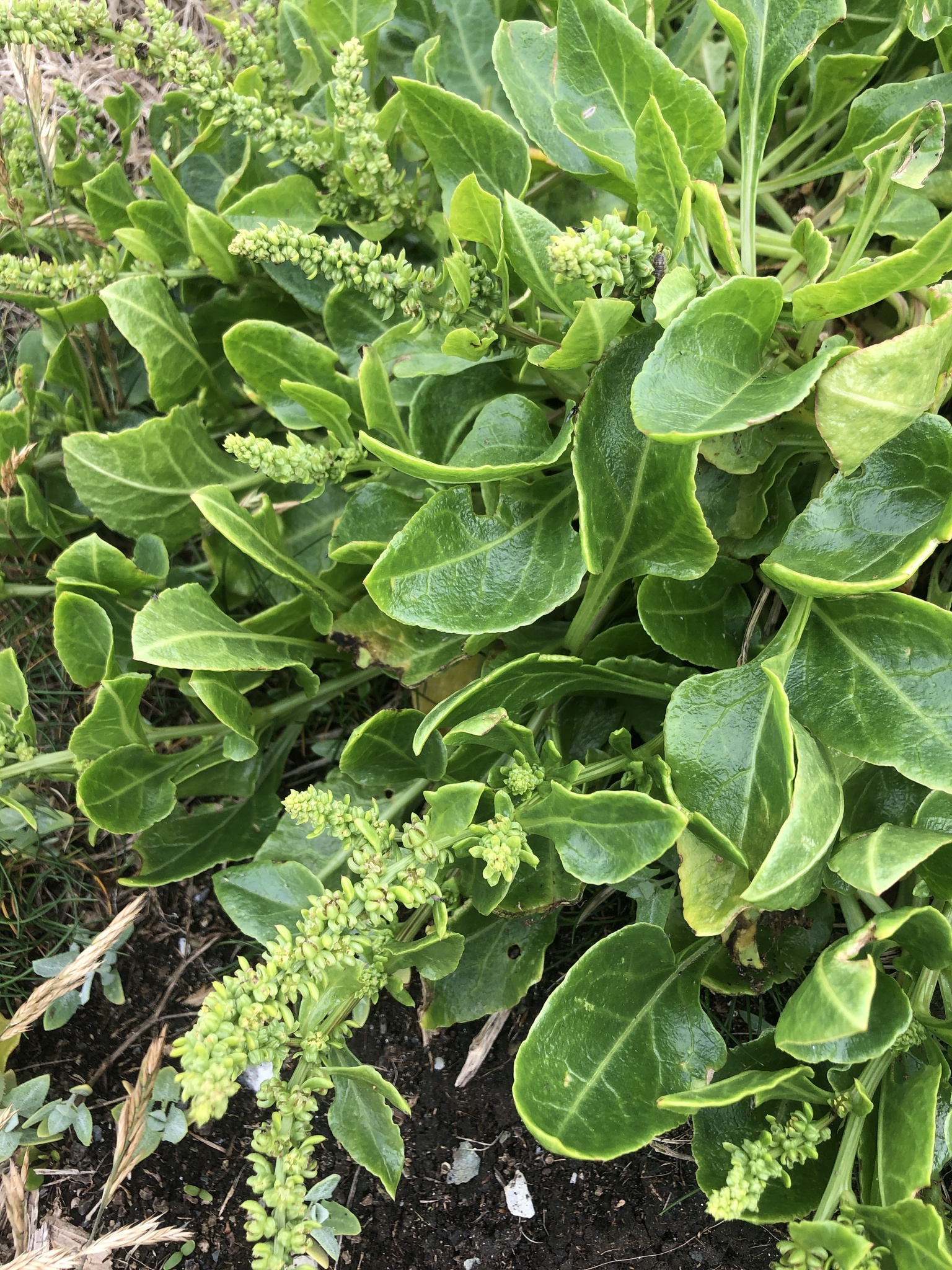 Beta vulgaris ssp. maritima