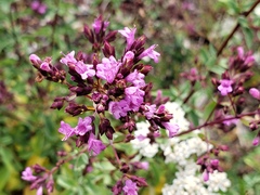 Origanum laevigatum