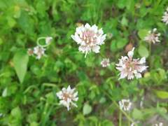 Trifolium repens