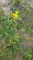 Crepis biennis