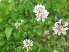 Trifolium repens