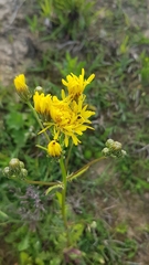 Crepis biennis