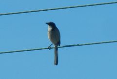 Aphelocoma californica
