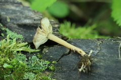 Gymnopus ocior